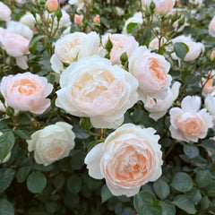 Desdemona® Rose