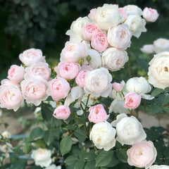 Desdemona® Rose