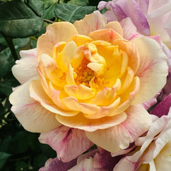 Diablesse de Mers Rose