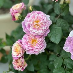 Diablesse de Mers Rose