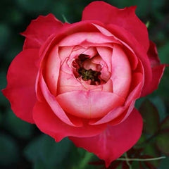 Dominique Massa Rose