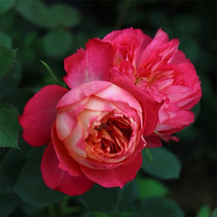 Dominique Massa Rose