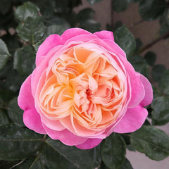 Dream Light Rose