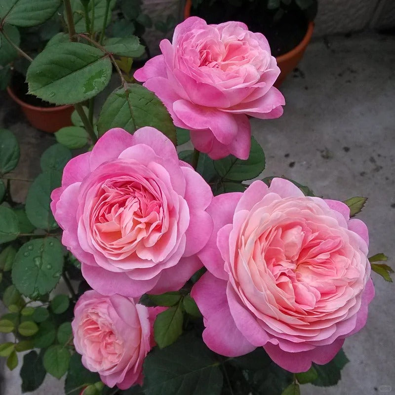 【ROSE☆ROSE】【2点まとめ】 Respride Fille Rose-伊芙乙女心｜Japanese Shrub Rose