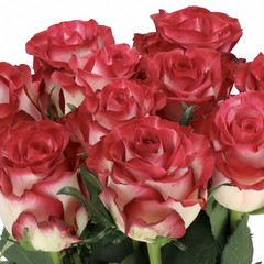 Ducati rose-杜卡迪| Netherlands Cut Roses-Pre-Sale