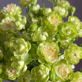 Eclaire/Princess Midori Rose