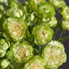 Eclaire/Princess Midori Rose