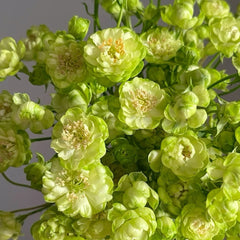 Eclaire/Princess Midori Rose