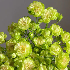 Eclaire/Princess Midori Rose