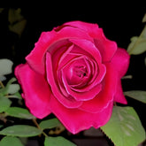 Edible Rose. Dianhong Rose
