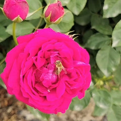 Edible Rose. Dianhong Rose