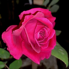 Edible Rose. Dianhong Rose