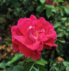 Edible Rose. Dianhong Rose