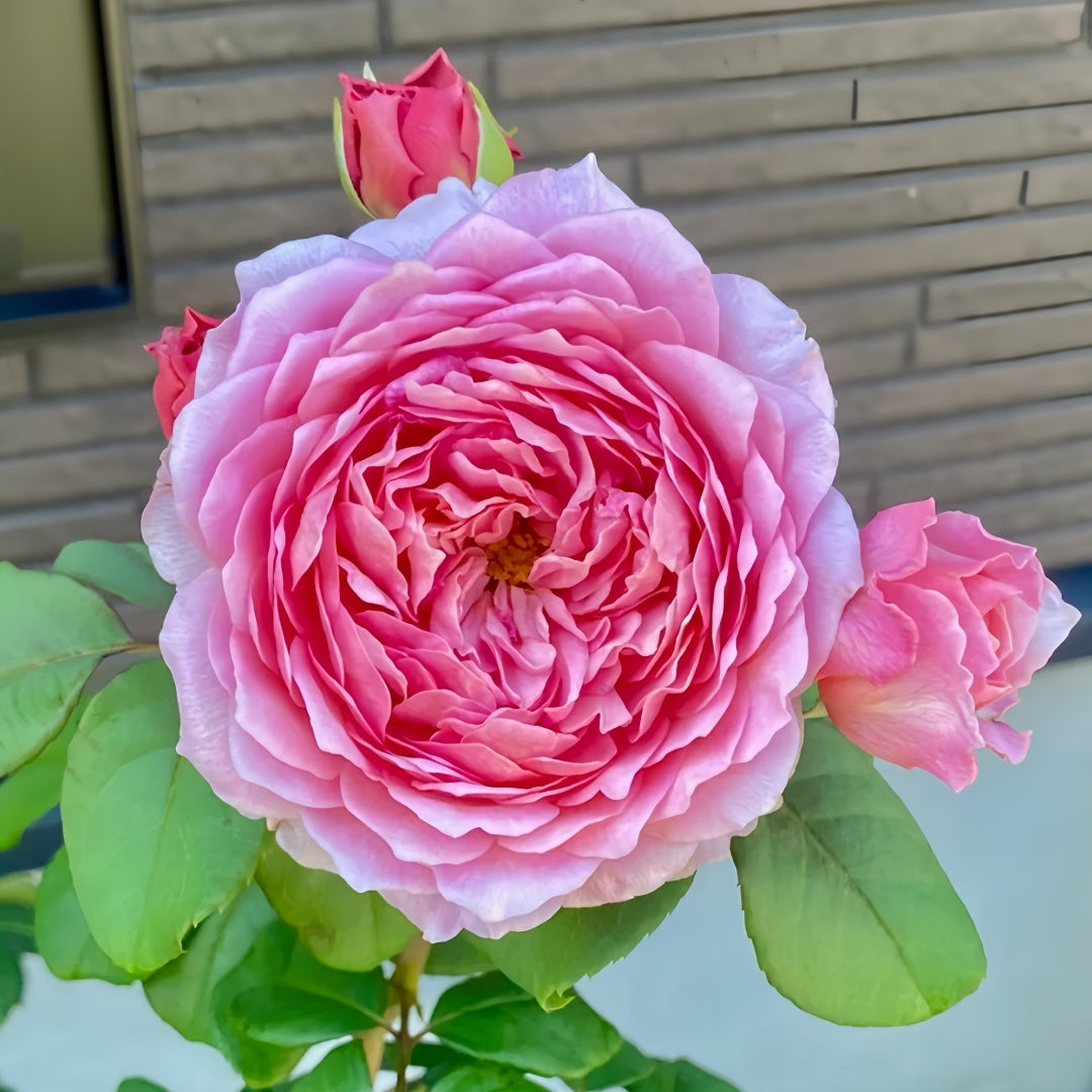 Eisvogel Rose