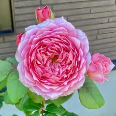 Eisvogel Rose