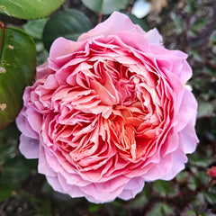 Eisvogel Rose