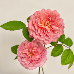 Eisvogel Rose