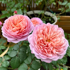 Eisvogel Rose