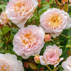 Emily Bront® Rose