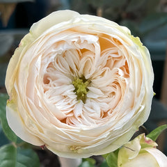 Emma woodhouse Rose