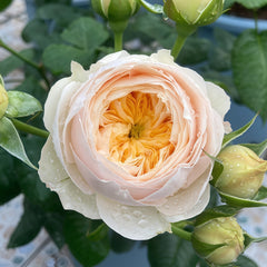 Emma woodhouse Rose