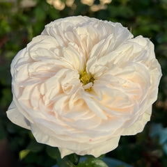 Emma woodhouse Rose