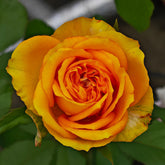 Endless Summer Rose