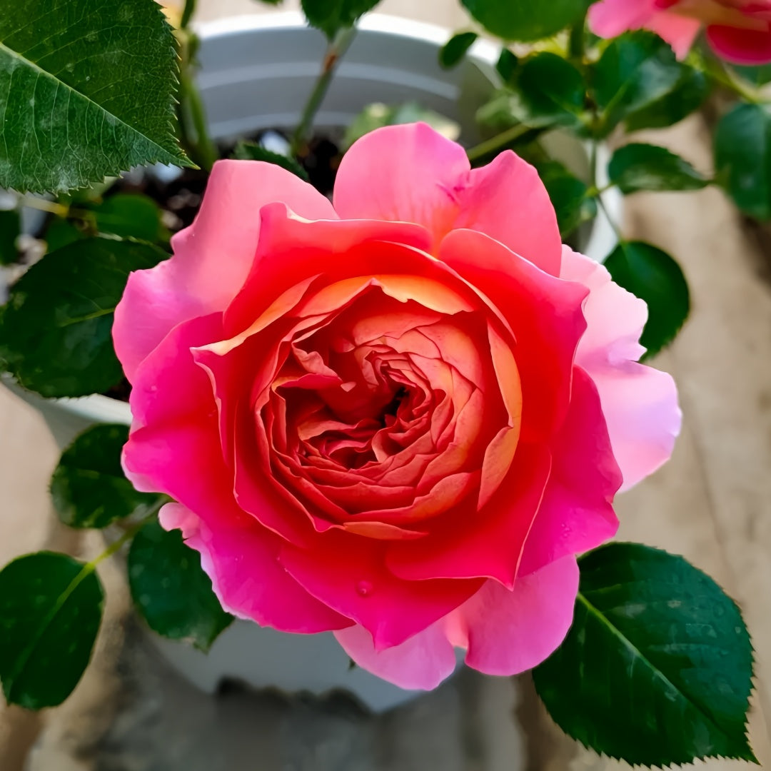 Esprit de Paris Rose