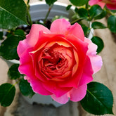 Esprit de Paris Rose