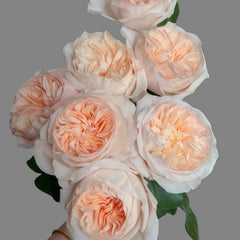 Creamy Rose|Chinese Cut Rose