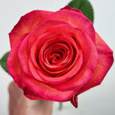 Fairy Tale World Rose