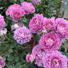 Fancy Ruffle rose