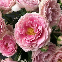 Fancy Ruffle rose