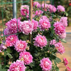 Fancy Ruffle rose