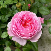 Fée Clochette Rose