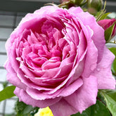 Fragonard Rose