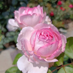 Fragrance of Fragrance Rose