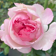 Fragrance of Fragrance Rose