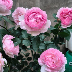 Fragrance of Fragrance Rose