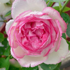 Fragrance of Fragrance Rose