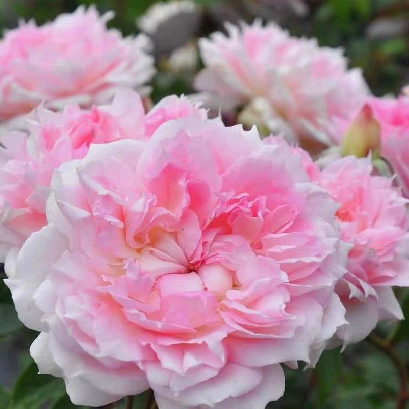Ajourée Rose-镂空｜Japanese Shrub Rose – Ergongzy Roses