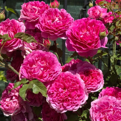 Gabriel Oak® Rose