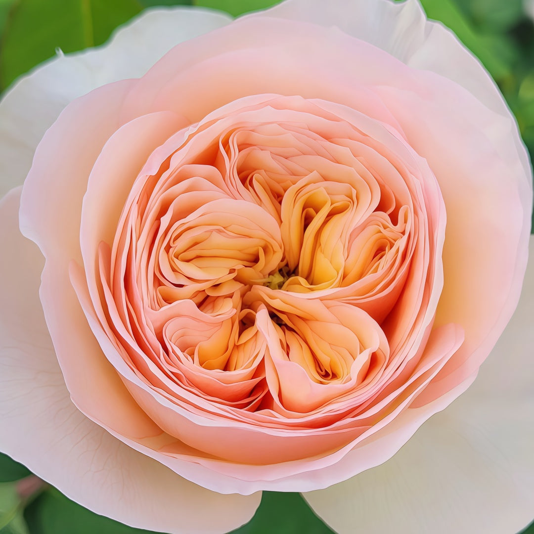 Georgina gardens Rose