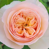 Georgina gardens Rose