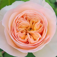 Georgina gardens Rose