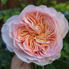 Georgina gardens Rose