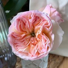 Georgina gardens Rose