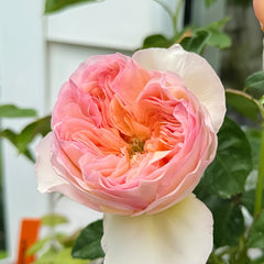 Georgina gardens Rose