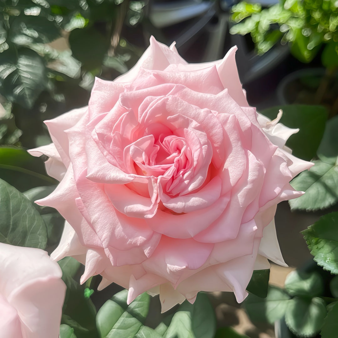 Goddess of the Luo River Rose