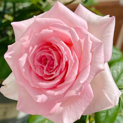 Goddess of the Luo River Rose